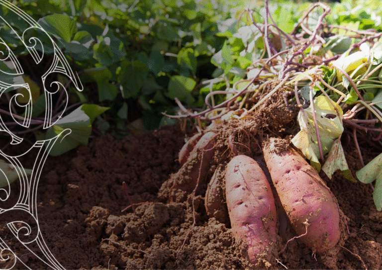 Strengthening Māori Voice in Horticulture – Pānui #1 Summary
