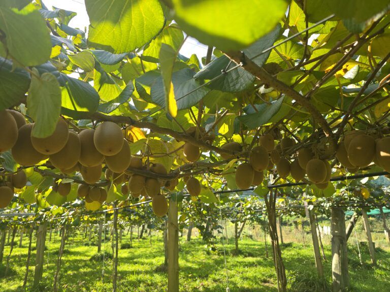 Kiwifruit Sector at a Crossroads – Māori Council Backs Call for Reform